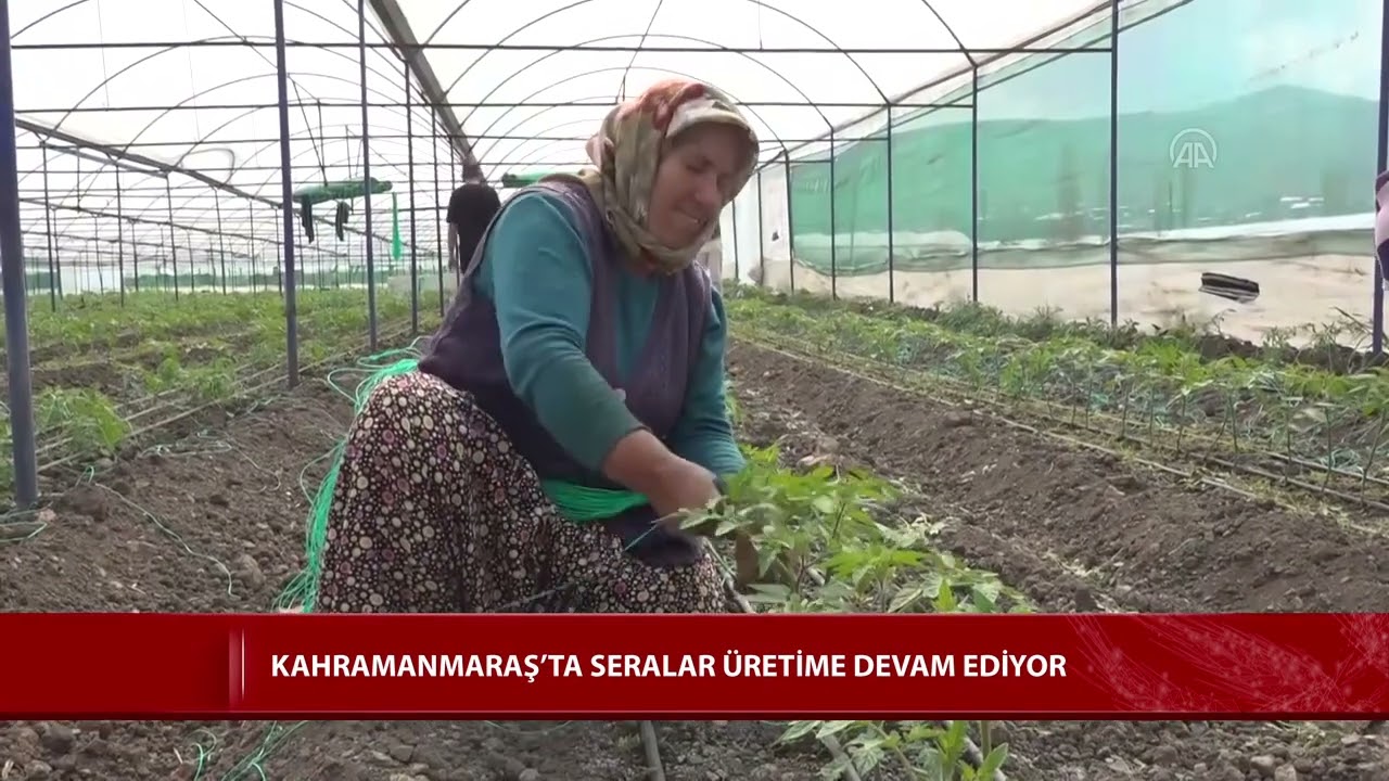 Kahramanmaraş’ta seralar üretime devam ediyor