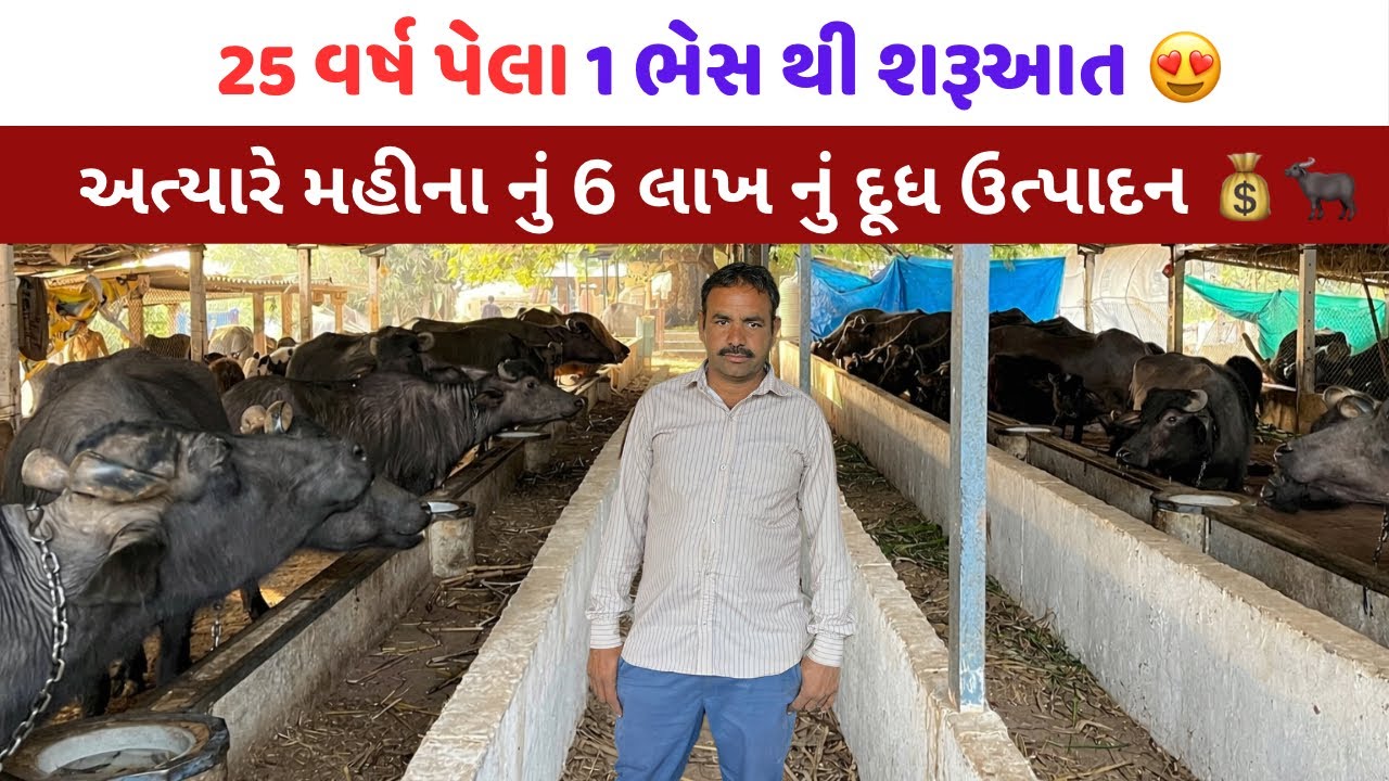 25 વર્ષ પેલા 1 ભેંસ થી આજે 100 પશુ સુધી | મહિને 6 લાખનું દૂધ ઉત્પાદન 💰| કાશીરામભાઈ Succes Story 😍 ।