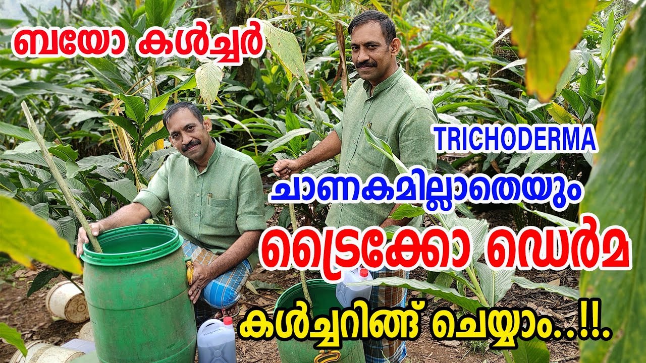 ട്രൈക്കോഡെർമ കൾച്ചറിങ്ങ് | TRICHODERMA MASS MULTIPLICATION | njaanoru malayali