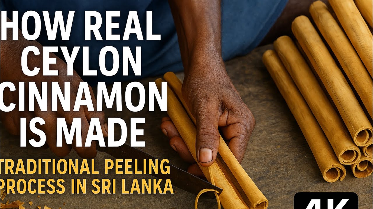 How Real Ceylon Cinnamon Is Made &ndash; Traditional Peeling Process in Sri Lanka 