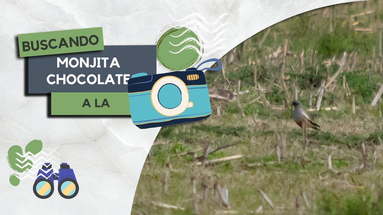 Buscando a la Monjita Chocolate (Neoxolmis rufiventris) – Buscando Fauna en Punta Indio