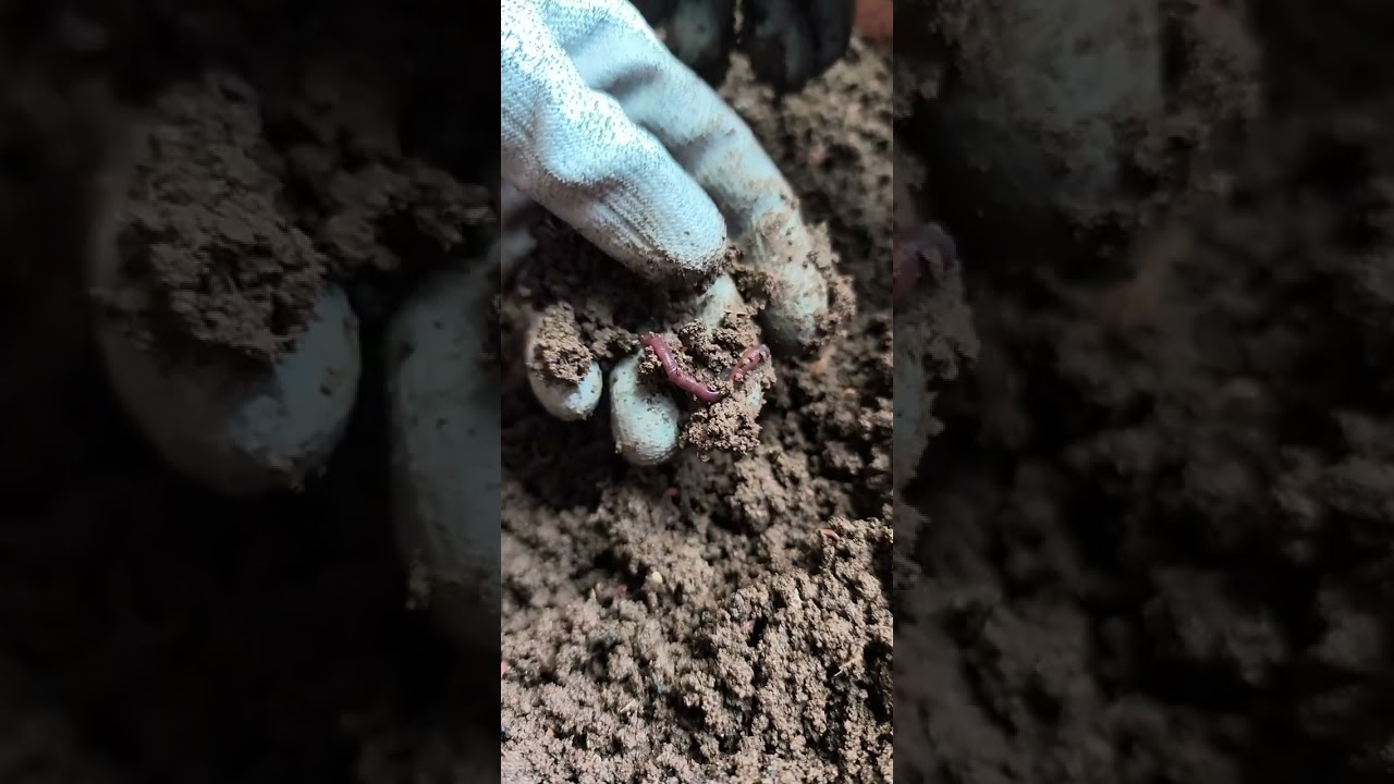 ¿Sabías que las Lombrices Rojas Californianas son máquinas de hacer dinero 🫰🏽🤑🪱 #compost #naturaleza