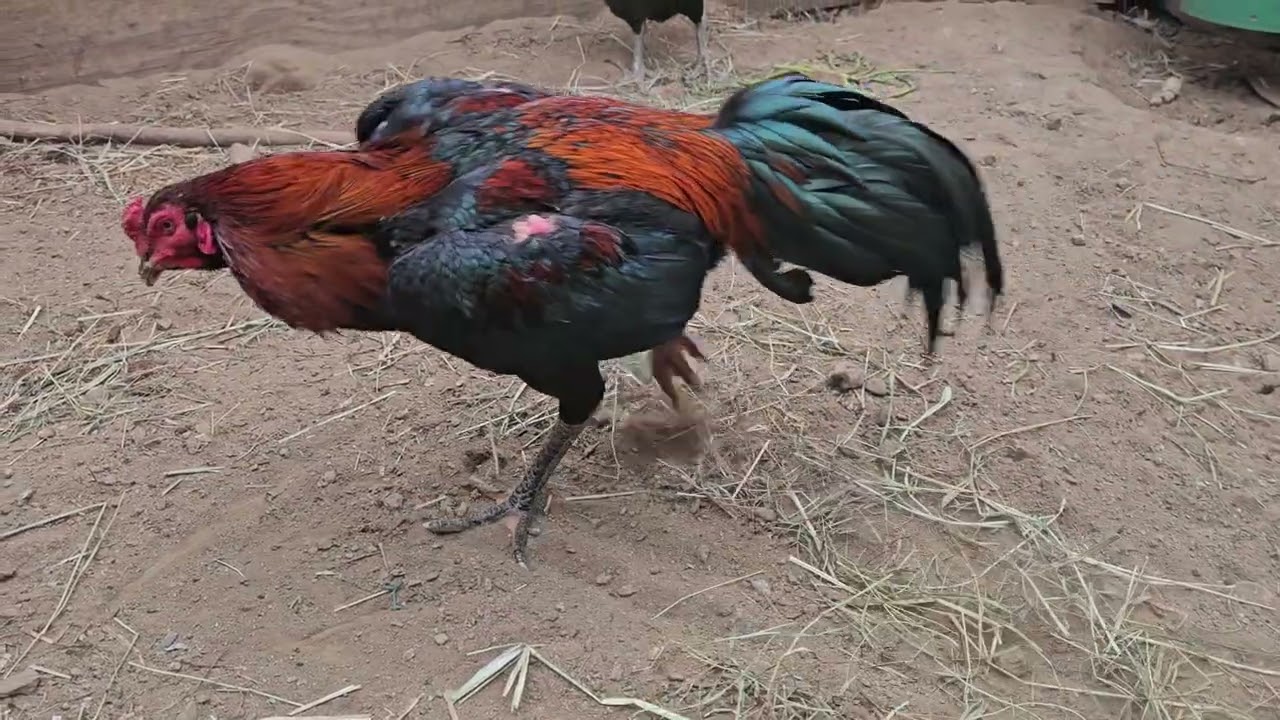 Qaib Thai pakuoy