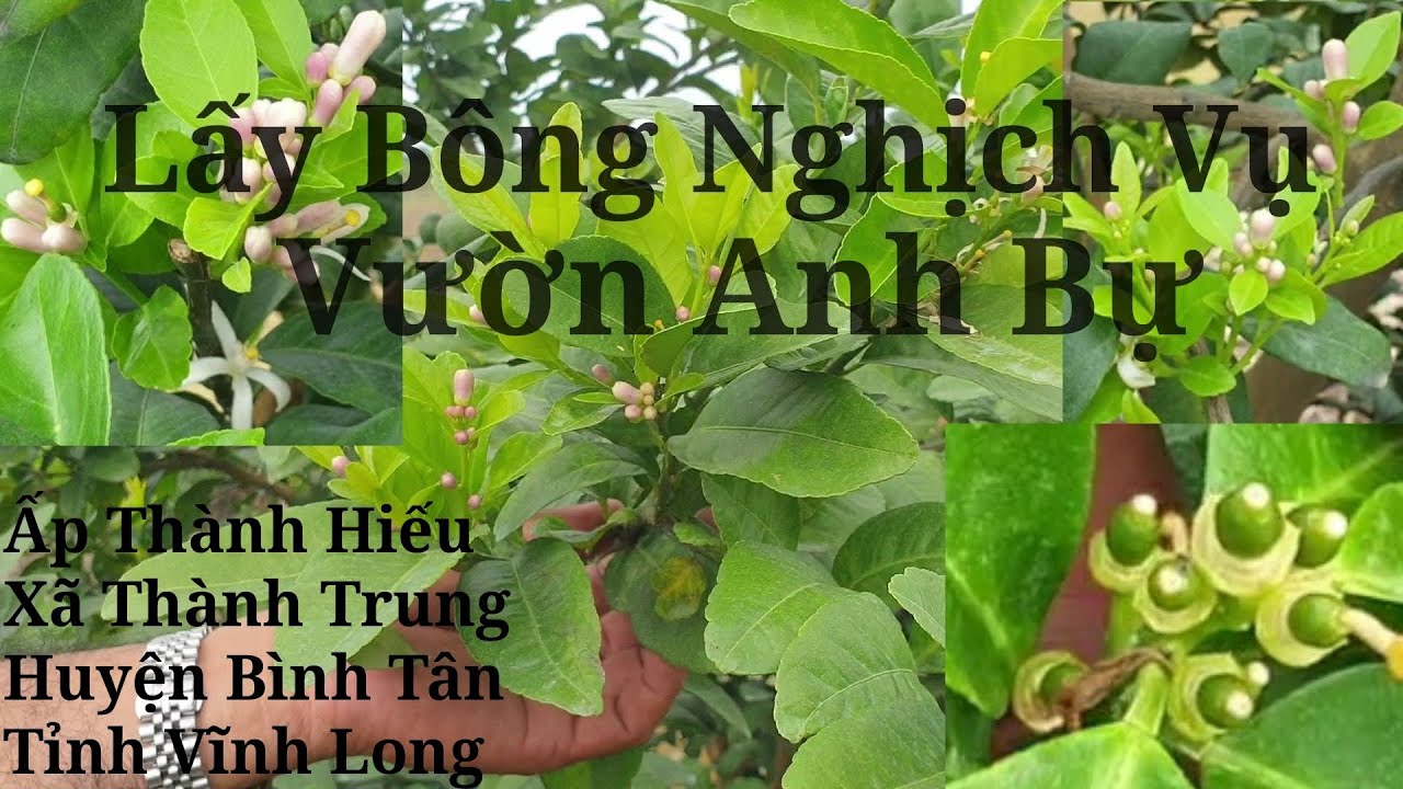 vườn chanh ch&uacute; Tư Th&agrave;nh(Lấy B&ocirc;ng Nghịch Vụ vườn 15 th&aacute;ng tuổi Ở B&igrave;nh Minh)
