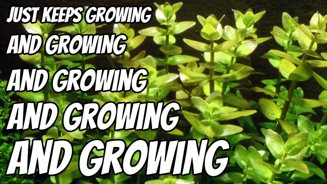 This Plant Will Give You Free Plants!