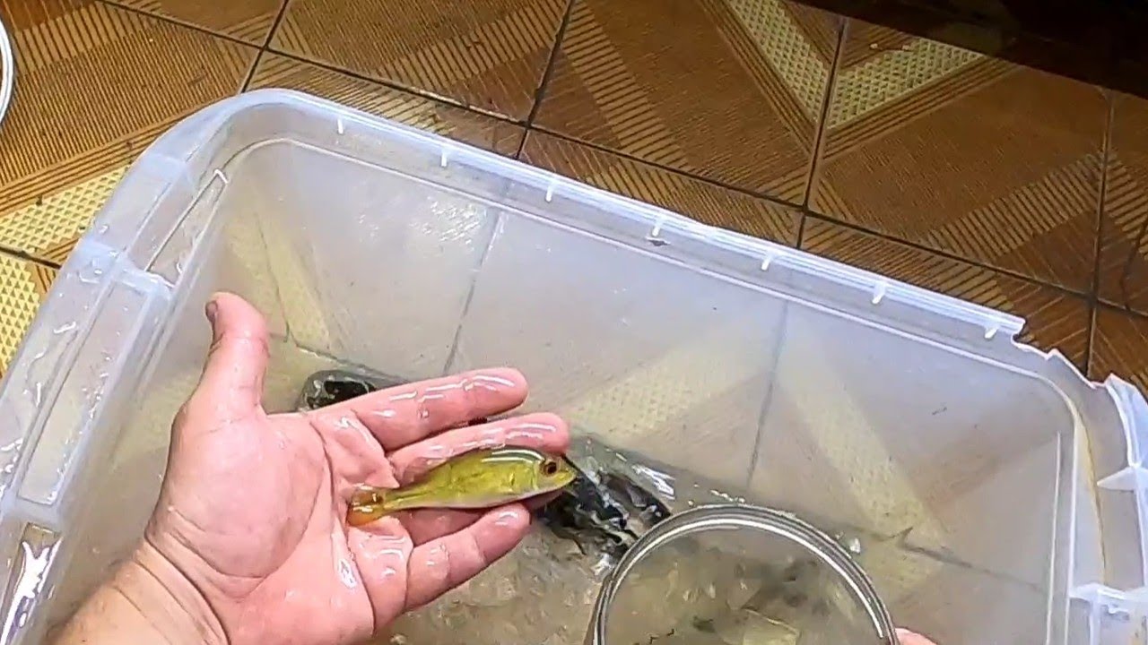 CHEGOU TUCUNARÉ TOP NO AQUÁRIO... AMARELO KELBERY...