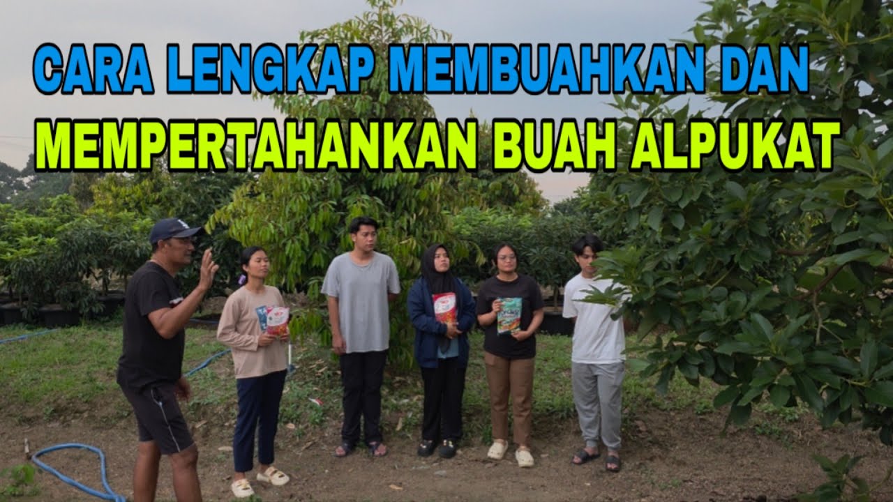 CARA LENGKAP MEMBUAHKAN DAN MEMPERTAHANKAN BUAH ALPUKAT