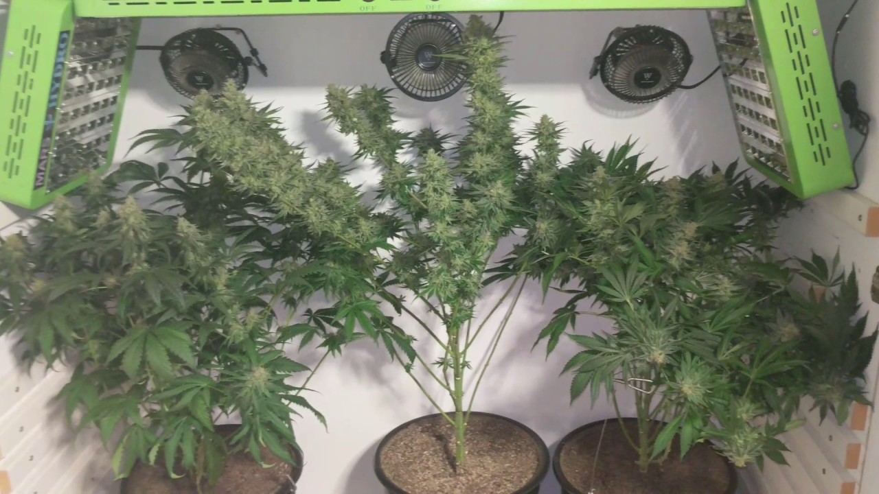 Kush N Cheese, Critical Kush, Jack Herer - Day 110 Overall / 60 of Bud (Ready 4 Chop)