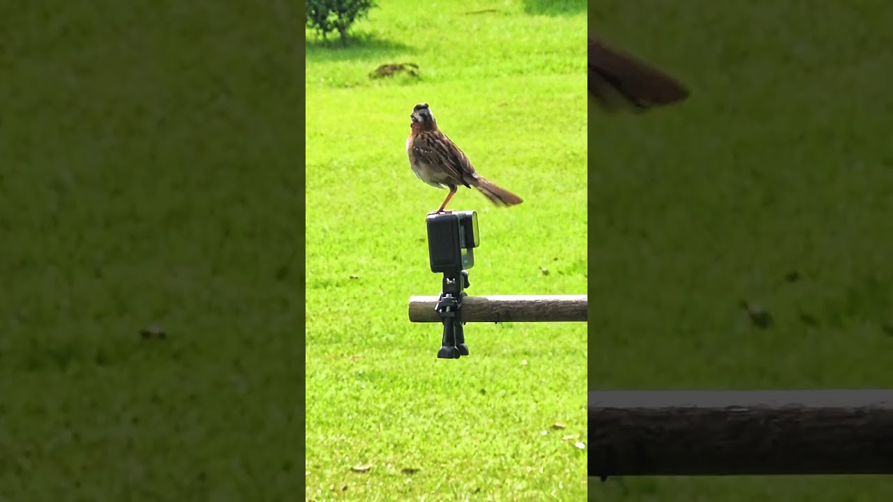 O encanto da chácara ao som dos passarinhos  