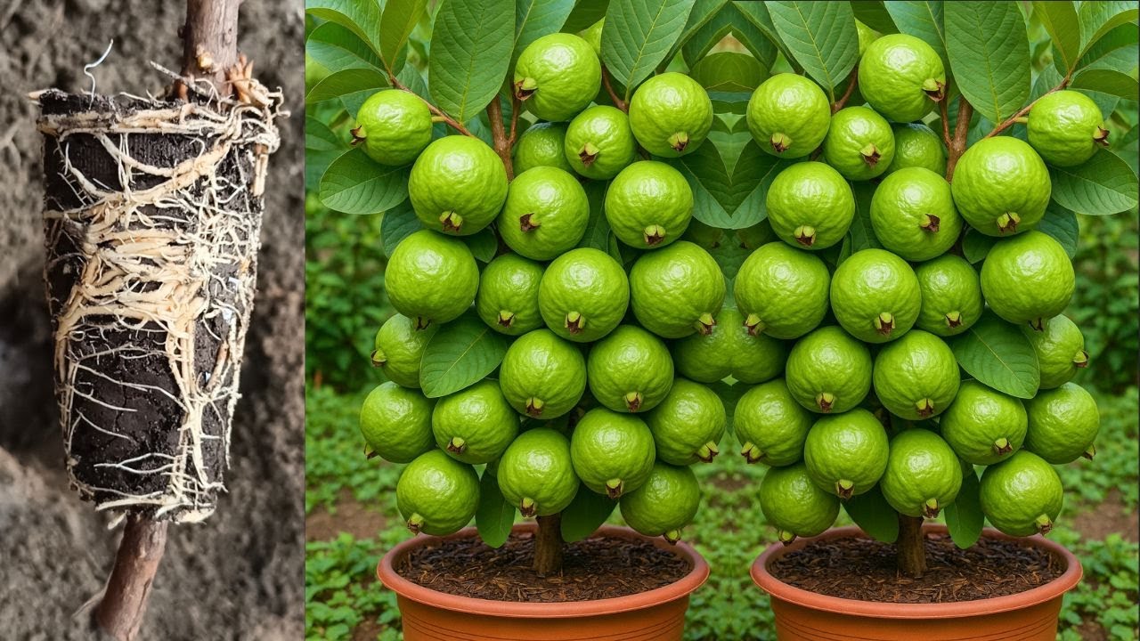 🌿How to Grow Guava Tree from Air Layering | Guava Tree Propagation Step by Step