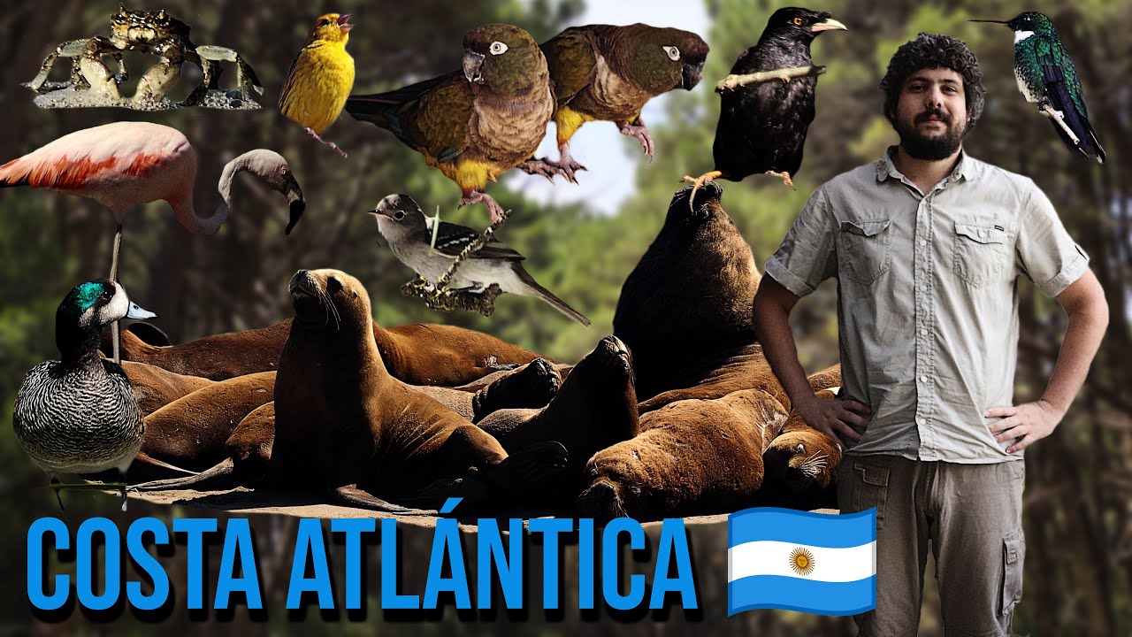 AVES Y FAUNA DE LA COSTA ATL&Aacute;NTICA ARGENTINA | | PROVINCIA DE BS AS