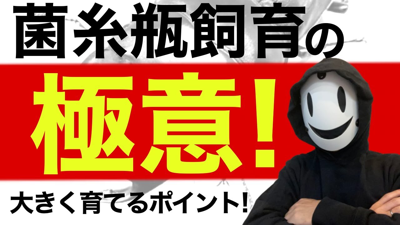 大きい幼虫を育てるための菌糸瓶飼育の極意！