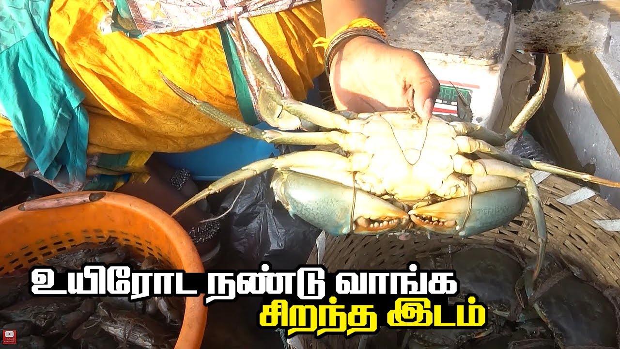 உயிரோடு நண்டு வாங்கும் ஒரே இடம் | Kasimedu Palaverkadu River Crabs | காசிமெடு மீன் சந்தை