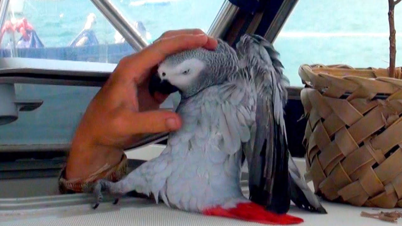 FUNNIEST Parrot Ever... Meet Our Grey Parrot 
