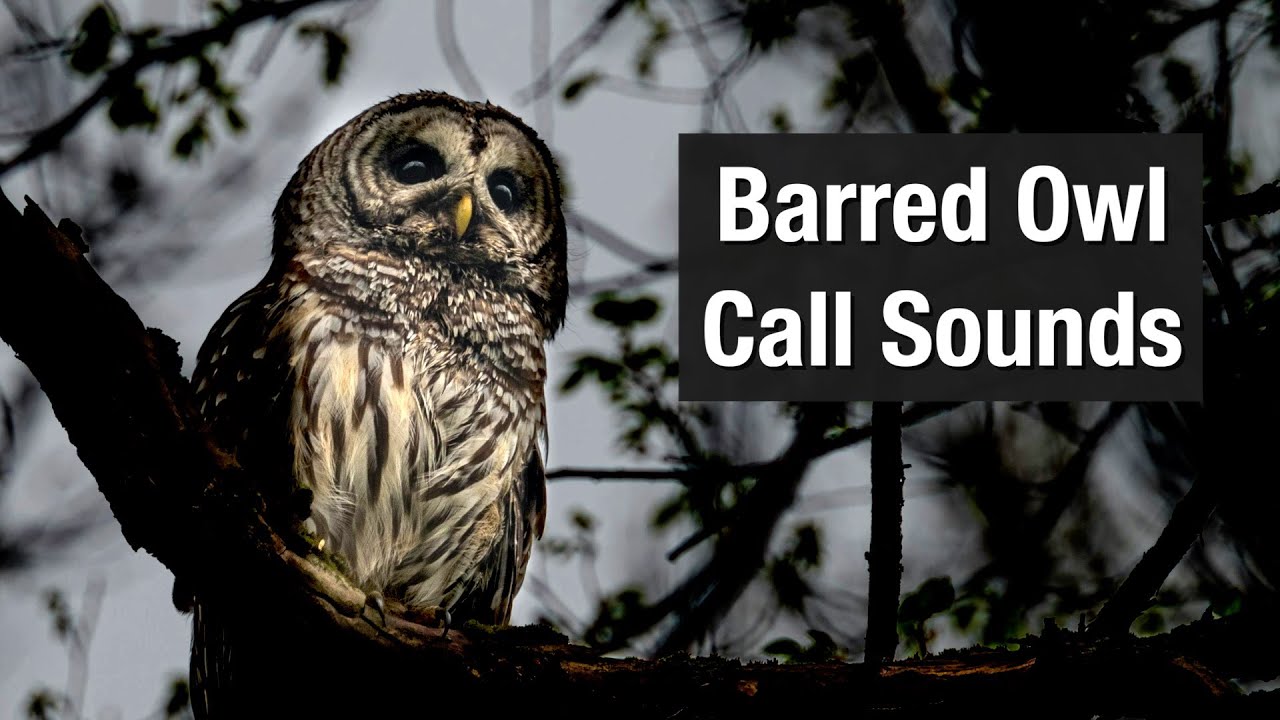 Barred Owl Call Sounds