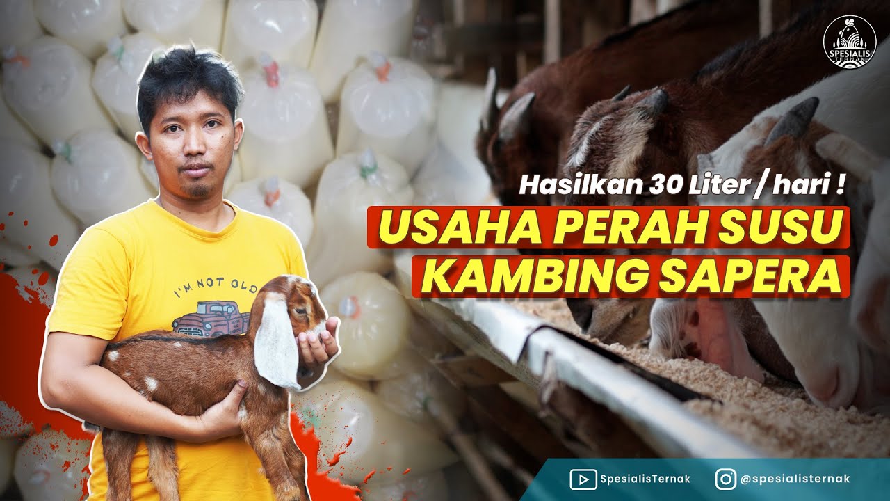 USAHA PERAH SUSU KAMBING SAPERA | HASILKAN 30 LITER PER HARI !! KUNJUNGAN KANDANG KAMBING PERAH