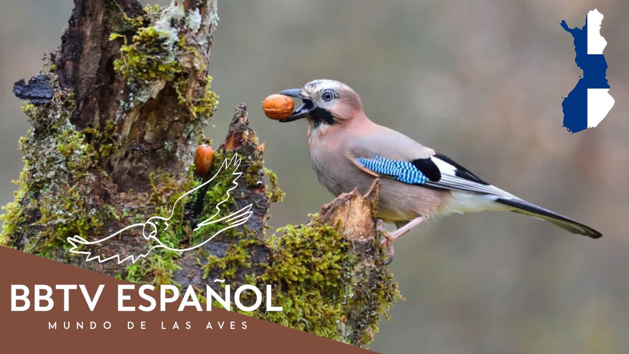 Aves de Finlandia | Las Aves Más Hermosas de Finlandia Que Nunca Has Visto | BBTV Español