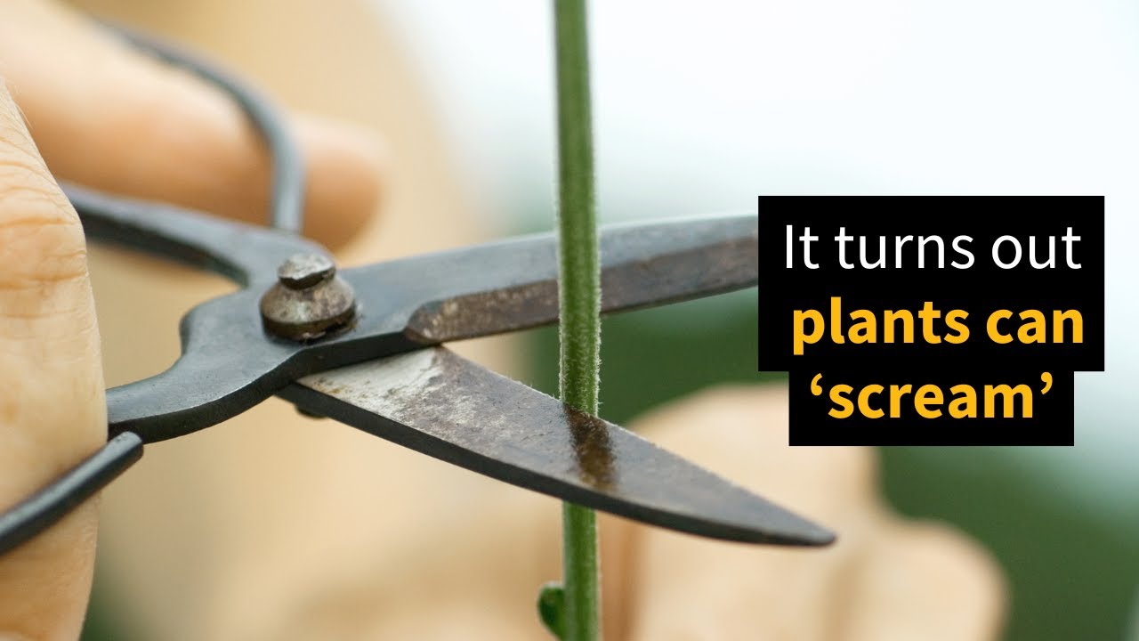 Plants Really Do 'Scream' After All