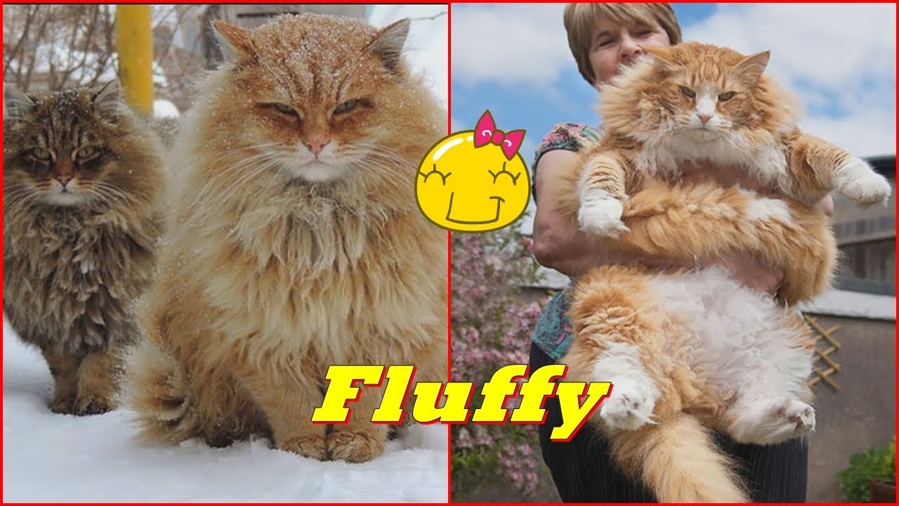 25 Of The Fluffiest Cats Ever