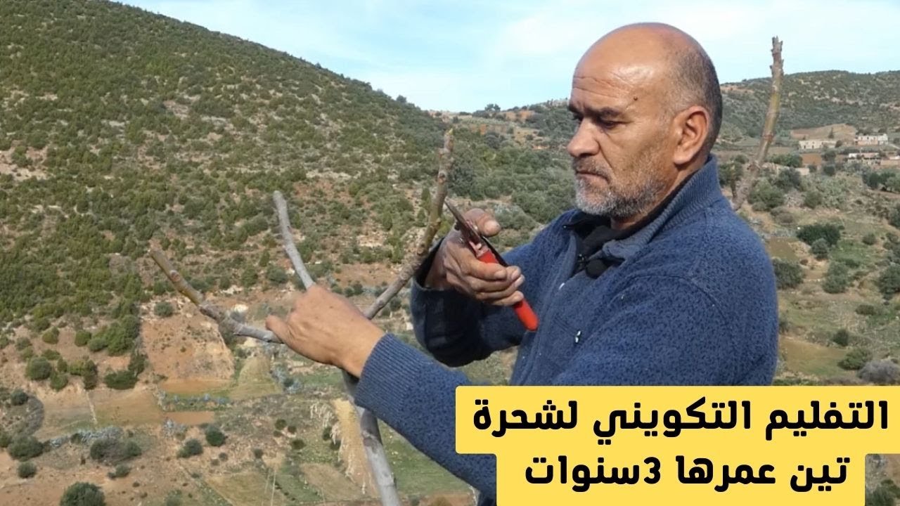 التقليم التكويني لتشكيل هيكل شجرة التين /تقليم التربية لشجرة تين صغيرة لم تثمر بعد .