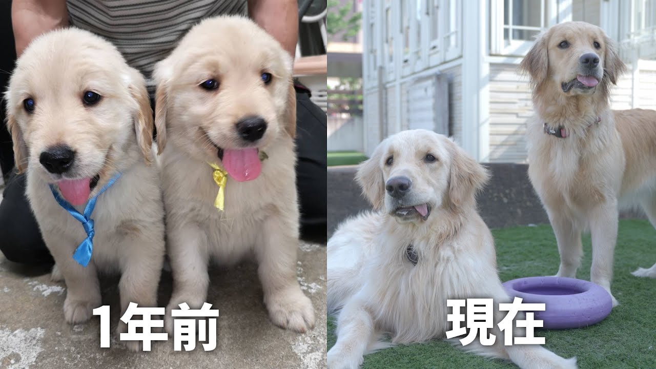 一年越しの再会なのに兄妹仲良すぎて癒されるw