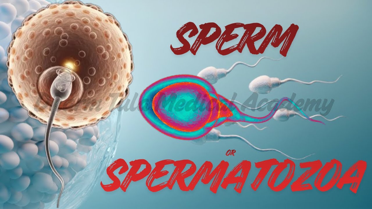 Sperm Cell | Spermatozoa | Smallest Cell | Hindi me