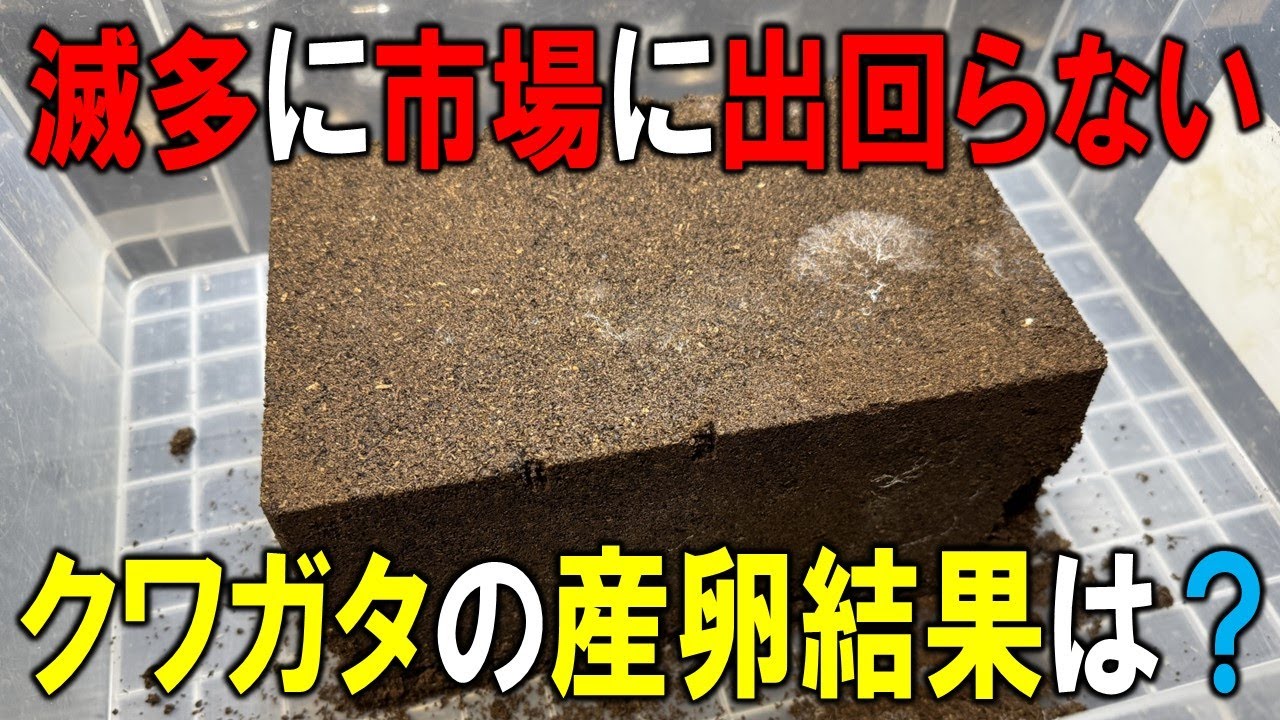 希少すぎて情報が少なすぎるクワガタの産卵に挑戦した結果…
