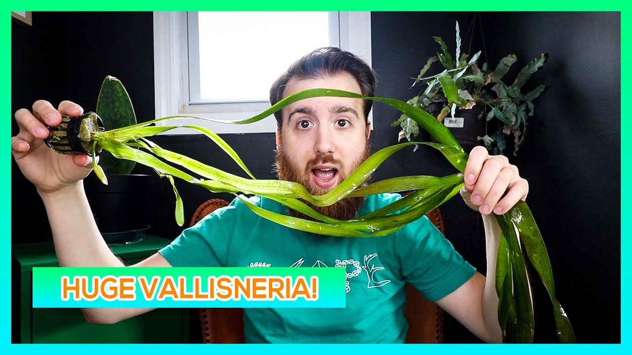 Рубиново-красный джунглевый вал, вал Конторшн, итальянская вал — руководство по уходу за аквариум...