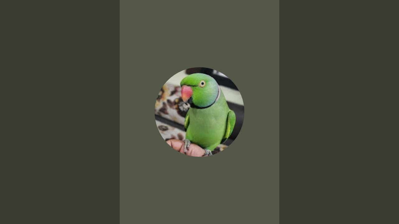 Ringneck Parrot is live