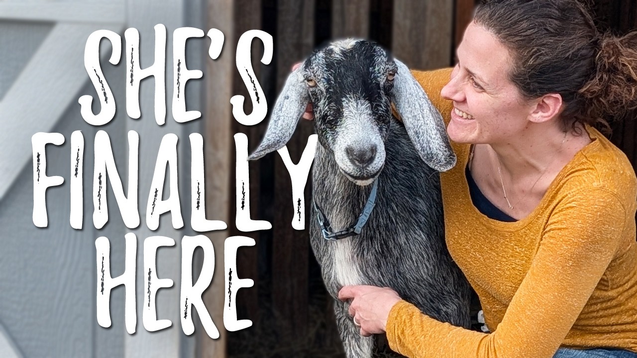 We Waited ALL WINTER For Her! (Meet Our New MINI NUBIAN Goat)