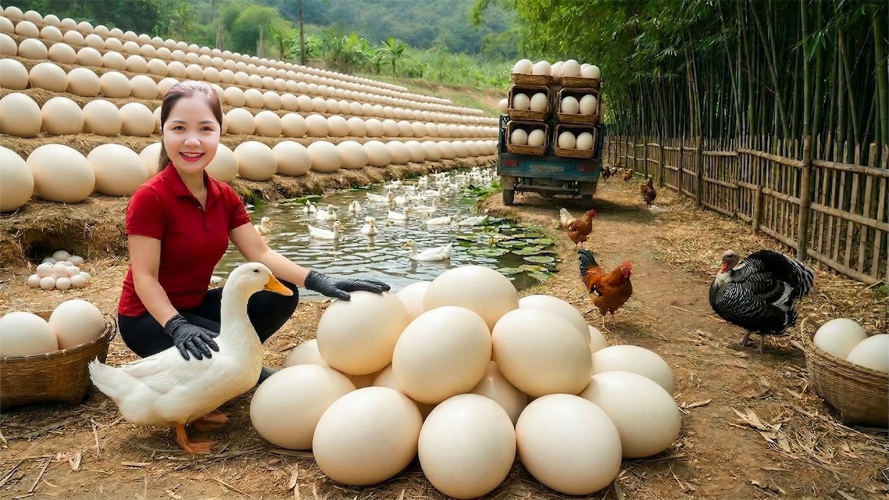 TIME LAPSE - Harvesting 1000+ Fresh Duck Eggs To Local Market | Relaxing Farm Life
