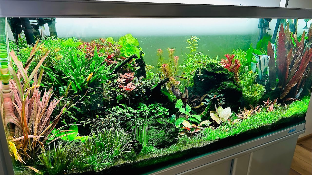 Blue Philippine Angelfish Tank, Cinematic and Relaxing Music.