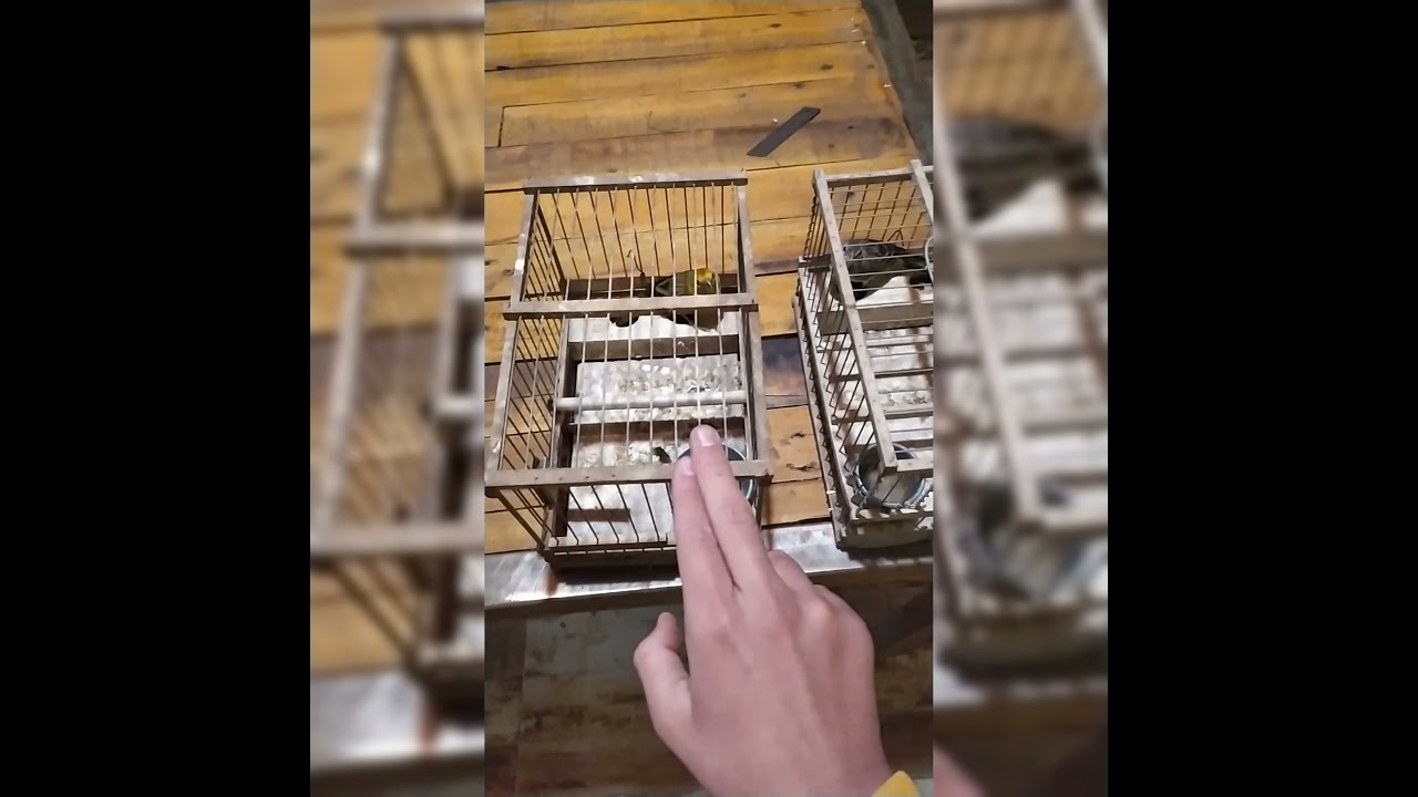 mi forma de hacer cantar a los pájaros