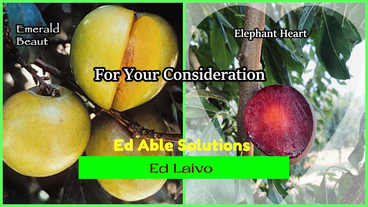 Emerald Beaut Plum and Elephant Heart Plum Compared For Your Consideration