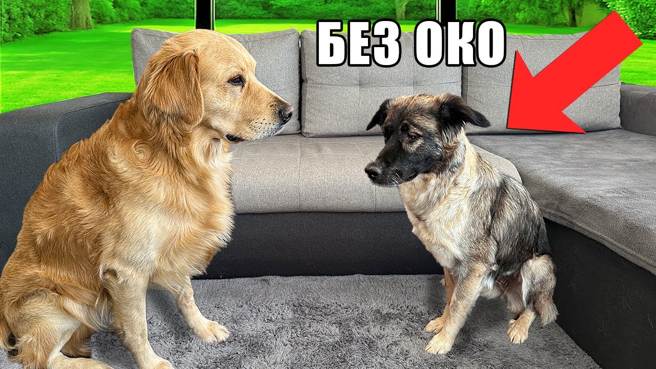 ГОЛДЪН РЕТРИВЪР СРЕЩА БЕЗДОМНО КУЧЕ