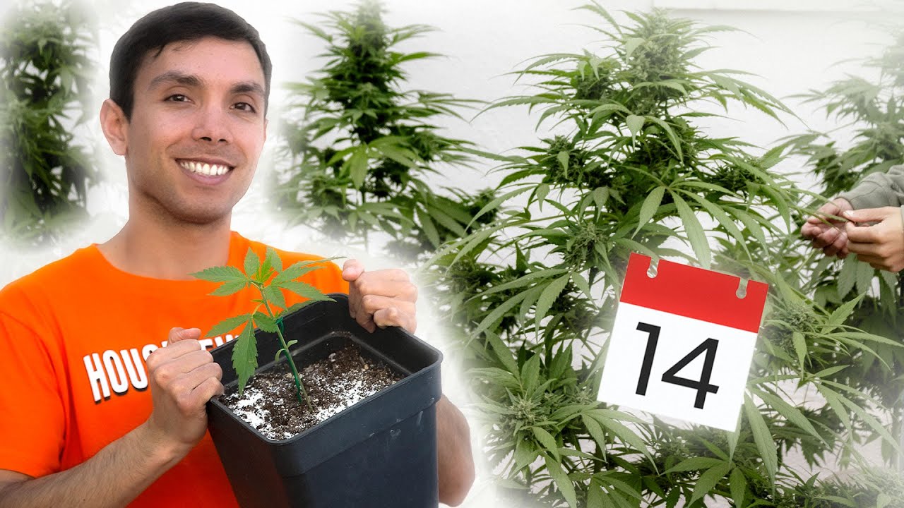 Fechas para cultivar Marihuana en EXTERIOR