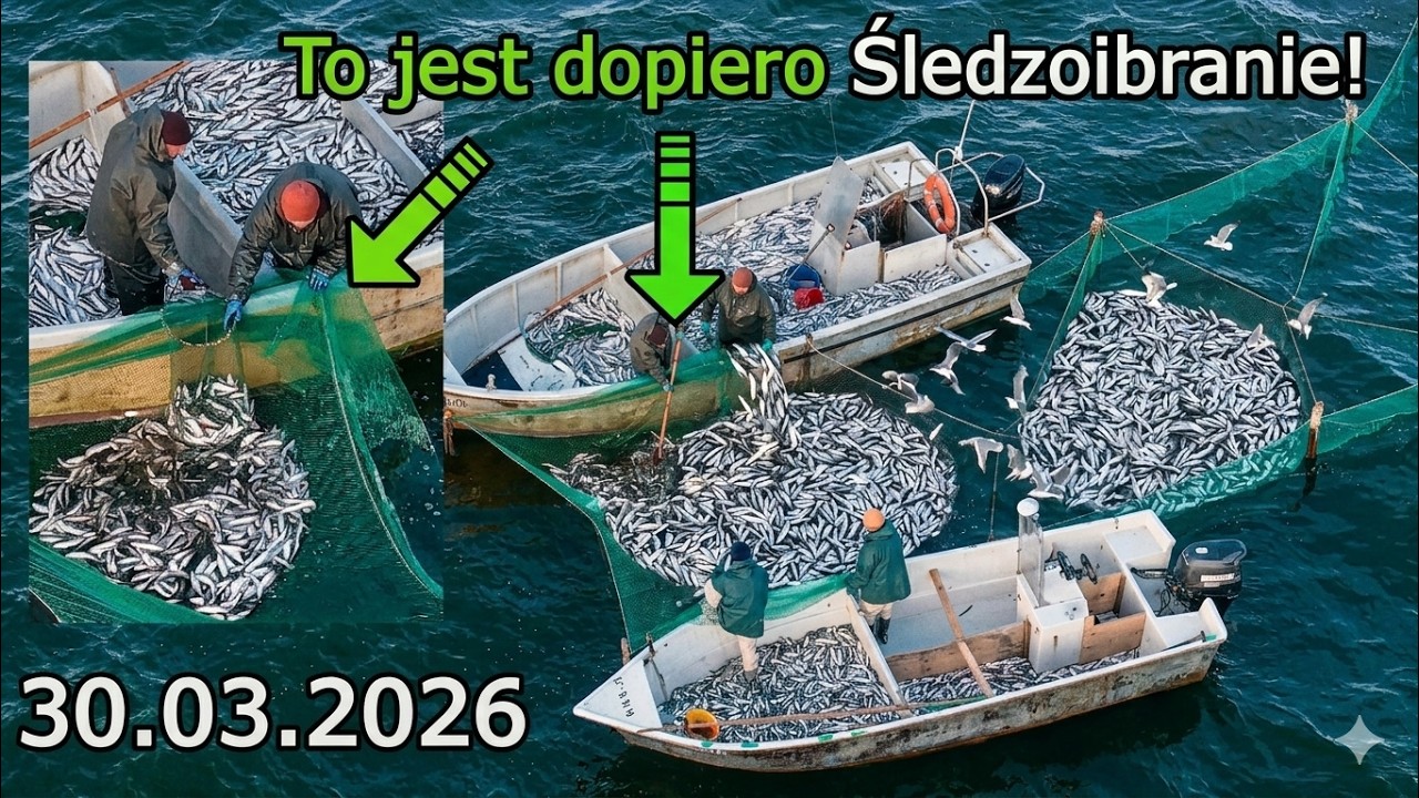 Sezon śledziowy w Krynicy Morskiej  -30.03.2026 Takiego Połowu Jeszcze nie Widziałeś