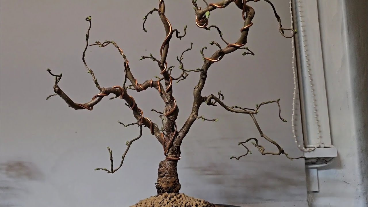 Instant Contorted Hazel Bonsai Tree from Nursery Stock