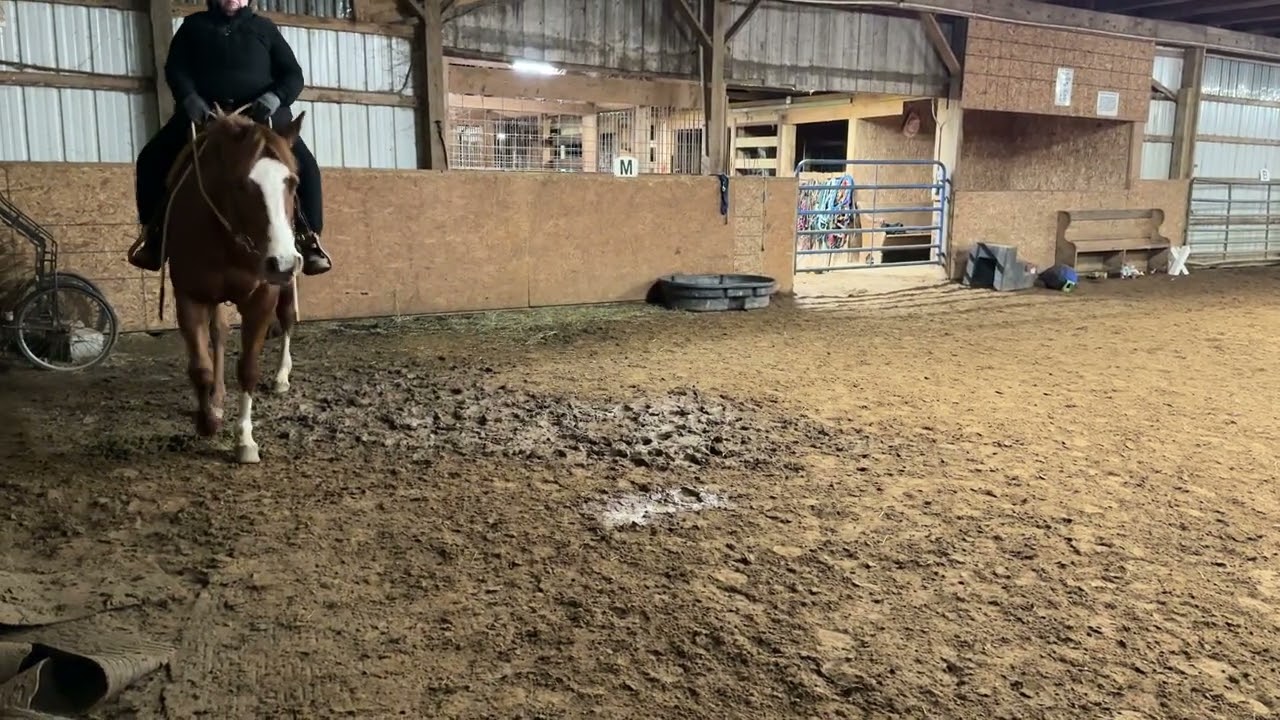 March 13, 2026 Western Dressage Intro Test 2 - Brook Atkinson on Miz Goodie Two Shoes “Mizzie”