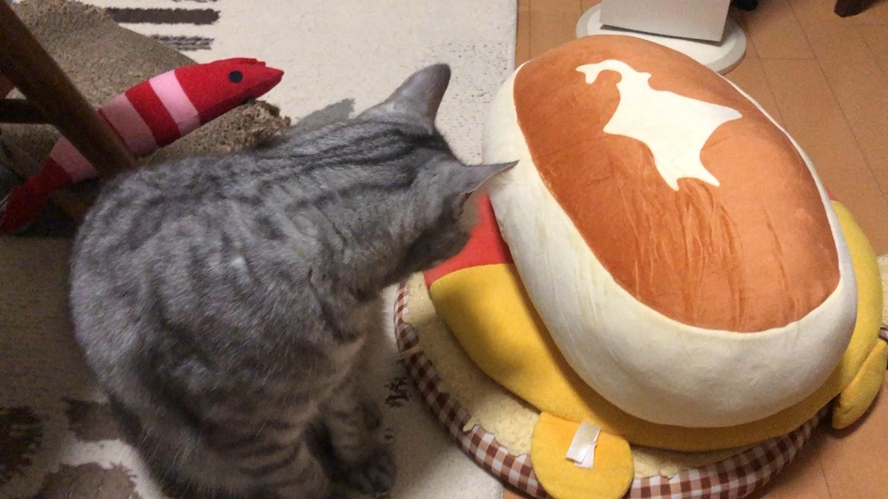 ふわふわでも気分じゃないにゃ、な猫 #ひめちゃん