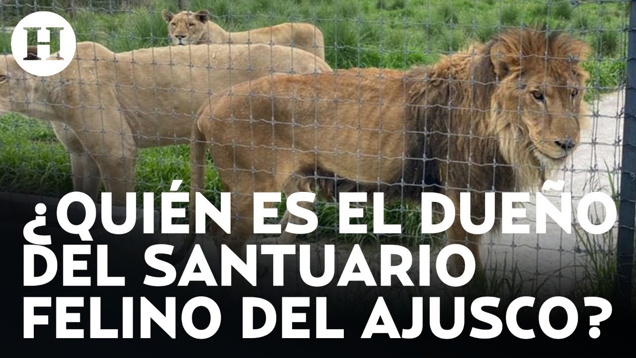 ¿Qué ha pasado con los animales encontrados en el santuario Black Jaguar White Tiger?