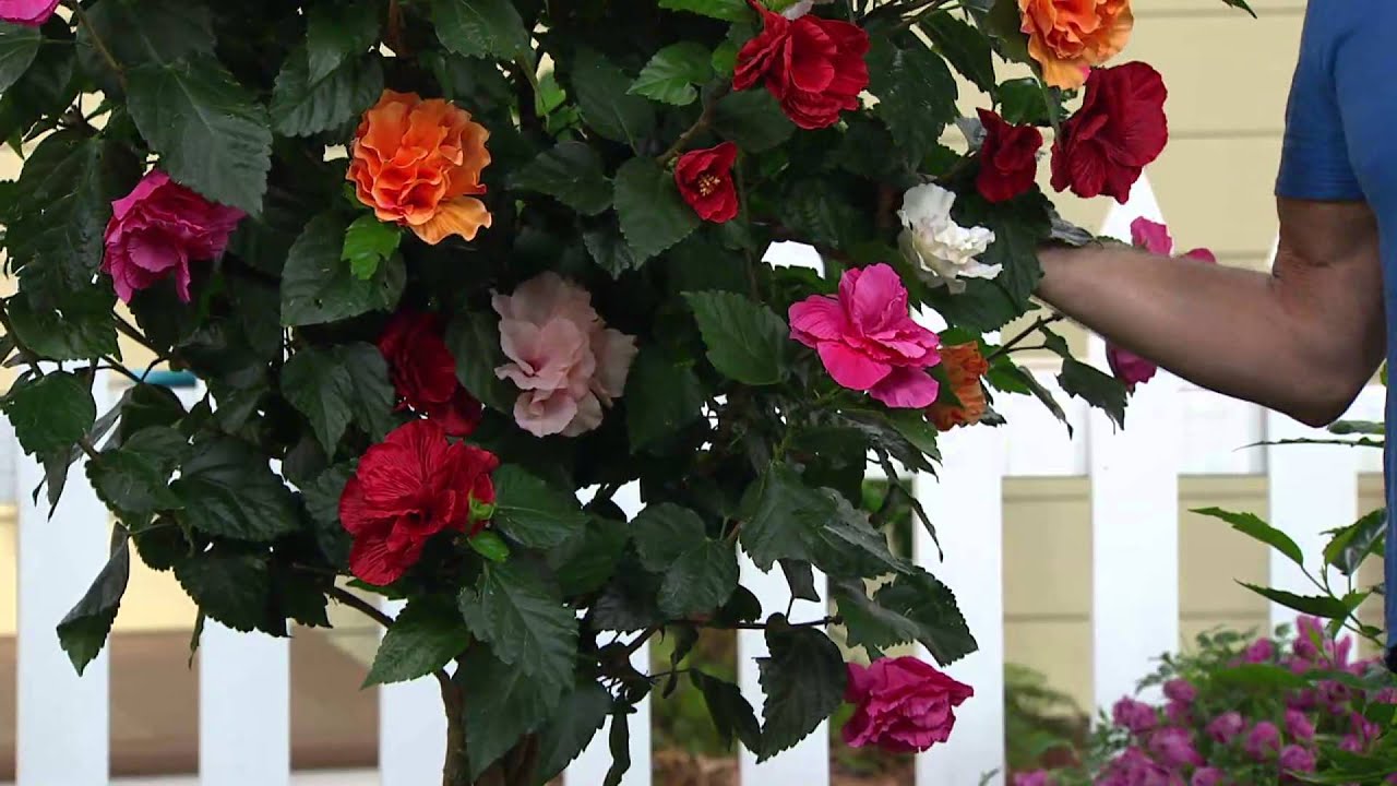 Cottage Farms Double Flowering Tropical Hibiscus Tree with Liz McCraw