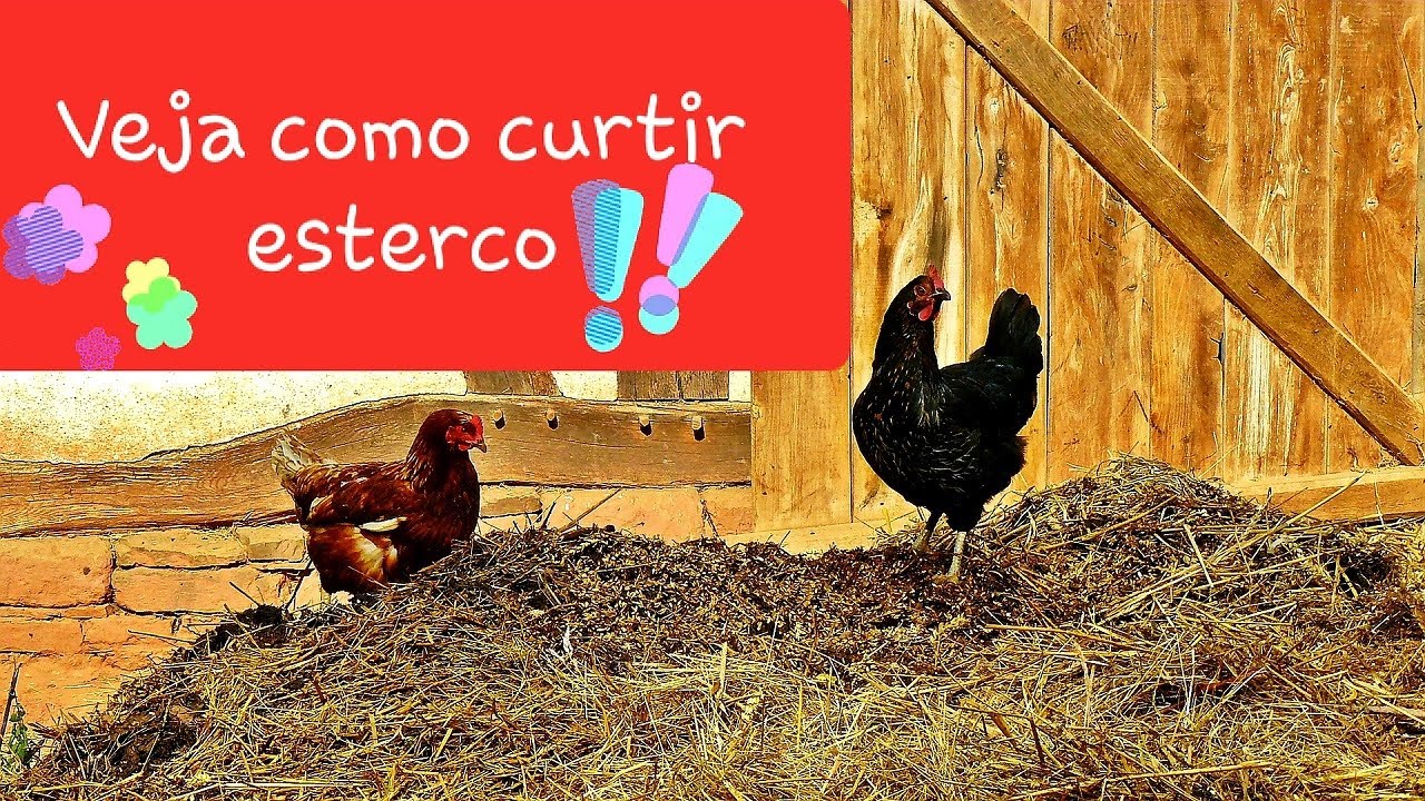 COMO CURTIR ESTERCO DE GALINHA (CAMA DE FRANGO)
