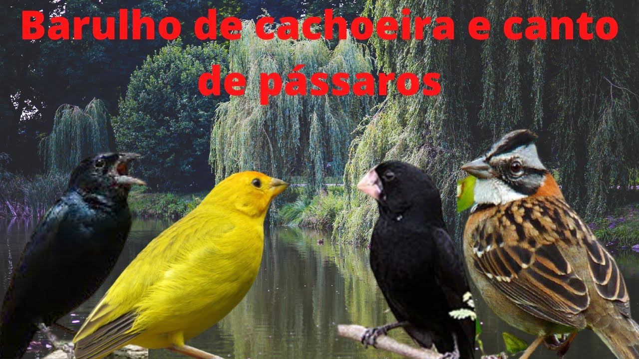 Barulho de cachoeira e canto de pássaros