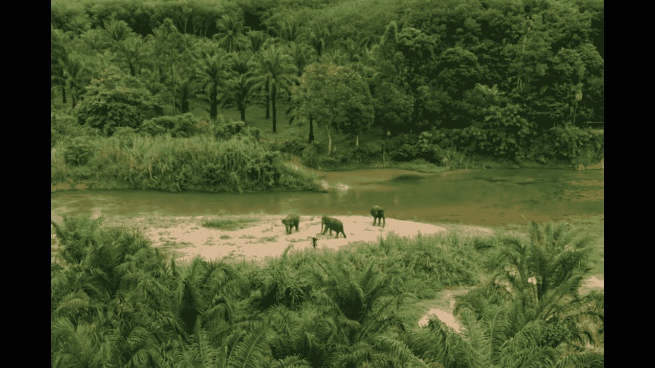 Khaosok Elephant Conservation Centre: Documentary English Version