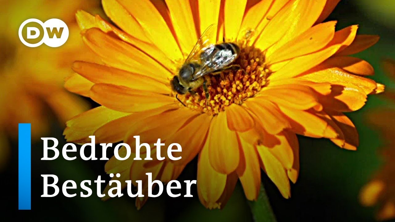 Zu Besuch bei Bl&uuml;ten: Bedeutung und Bedrohung von Best&auml;ubern | Wissen & Umwelt