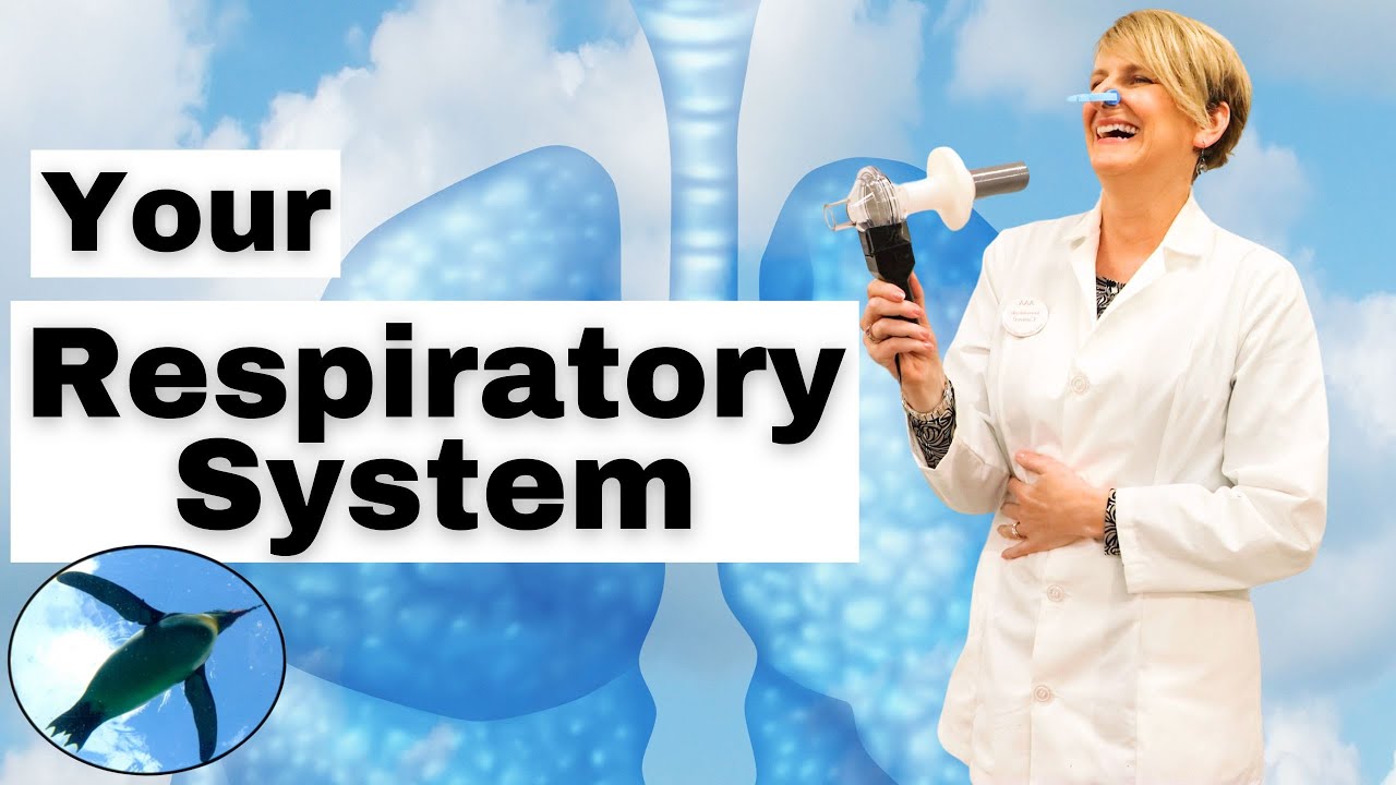 Intro RESPIRATORY SYSTEM | A&P Basics 🐧🫁🐧