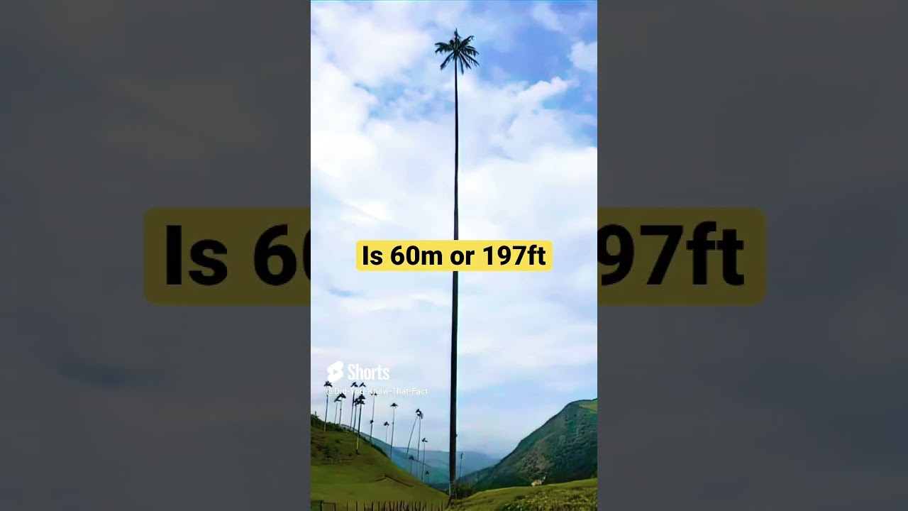 Tallest Palm Tree #tallest #biggest #palmtree