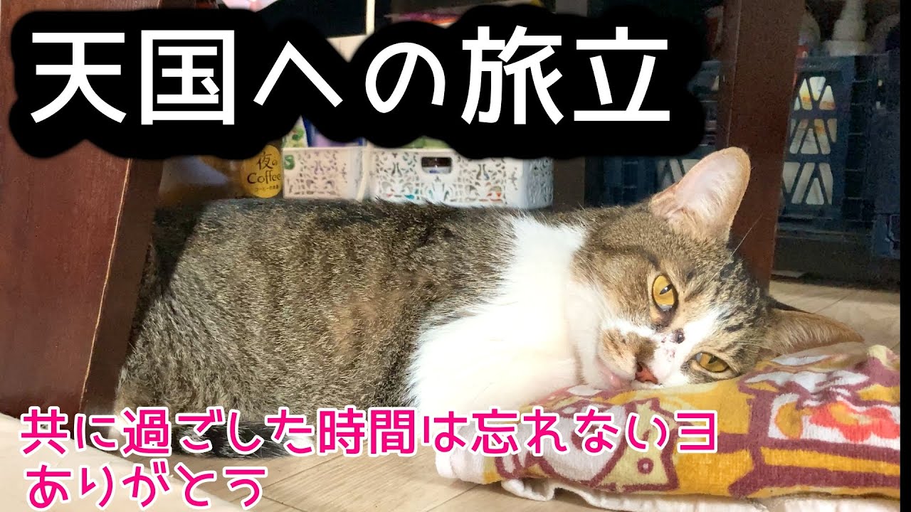 【猫 虹の橋】永眠 自宅で看取り埋葬しました