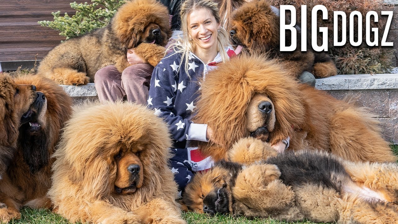 Tibetan Mastiffs - The 200lbs 'Bear Dogs' | BIG DOGZ